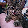 kitten, cat, tabby, indoor, pet, animal, cute, feline, paw, whiskers, fur, clinging, person, leg, closeup, expression, playful, domestic, young, mammal