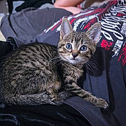 Nala is registered to the contest to win money with this photo: kitten, tabby, blue_eyes, cat, pet, animal, person, tshirt, reclining, lap, indoor, feline, whiskers, curious, closeup, domestic_animal, striped, relaxed, cute, young