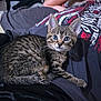 kitten, tabby, blue_eyes, cat, pet, animal, person, tshirt, reclining, lap, indoor, feline, whiskers, curious, closeup, domestic_animal, striped, relaxed, cute, young
