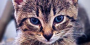 Nala is registered to the contest to win money with this photo: kitten, cat, tabby, close_up, whiskers, ears, eyes, fur, pet, animal, cute, texture, rug, indoor, portrait, young, feline, resting, paw, curious
