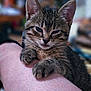 Nala is registered to the contest to win money with this photo: kitten, cat, tabby, fur, paw, ear, sleepy, clinging, arm, human, closeup, pet, animal, cute, indoor, blurred_background, whiskers, young, mammal, adorable