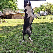 Charli participe au concours pour gagner de l'argent avec cette photo : dog, black_and_white, standing, grass, umbrella, outdoor, sunny, tree, fence, garden, pet, playful, canine, backyard, nature, animal, summer, happy, mammal, daylight