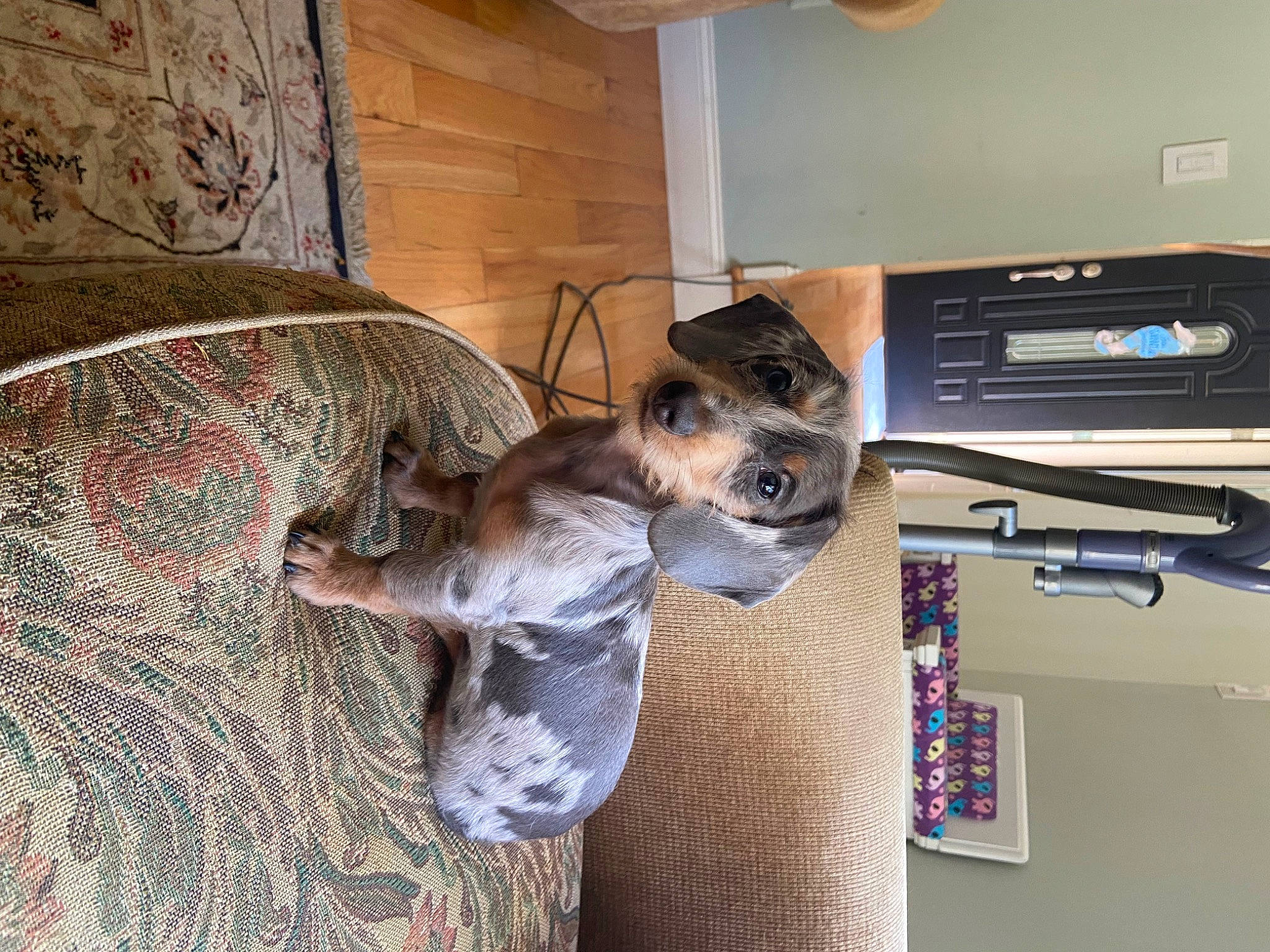 Mya joined the competition — help win amazing prizes! canidae, carnivore, companion_dog, dog, dog_breed, fawn, flooring, fur, hardwood, room, sporting_group, tail, television, toy_dog, wood, working_animal