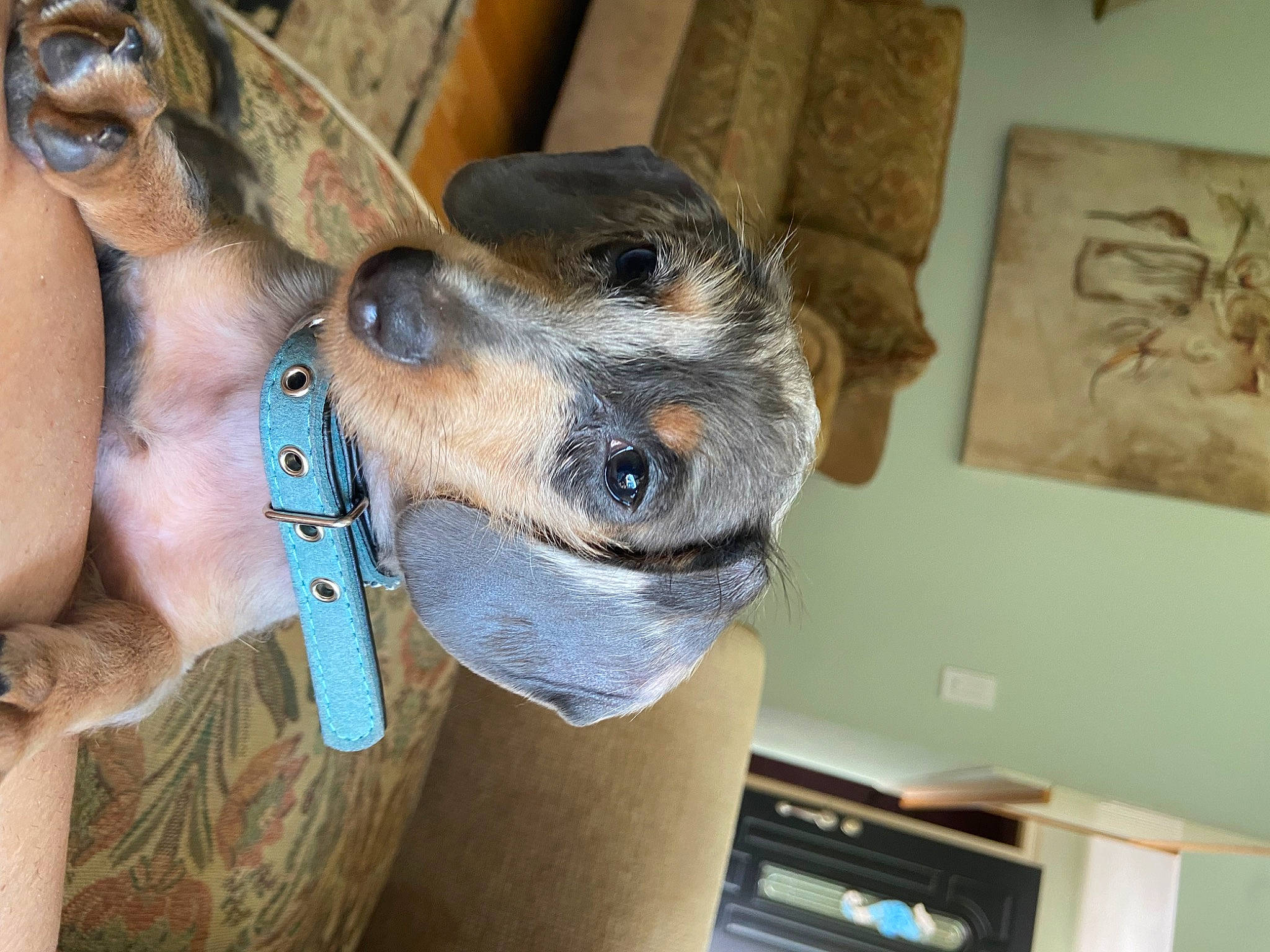 Mya is registered to the contest to win money with this photo: canidae, carnivore, collar, companion_dog, dog, dog_breed, dog_collar, dog_supply, fawn, horse_supplies, horse_tack, jaw, leash, liver, pet_supply, snout, sporting_group, working_animal, wrinkle