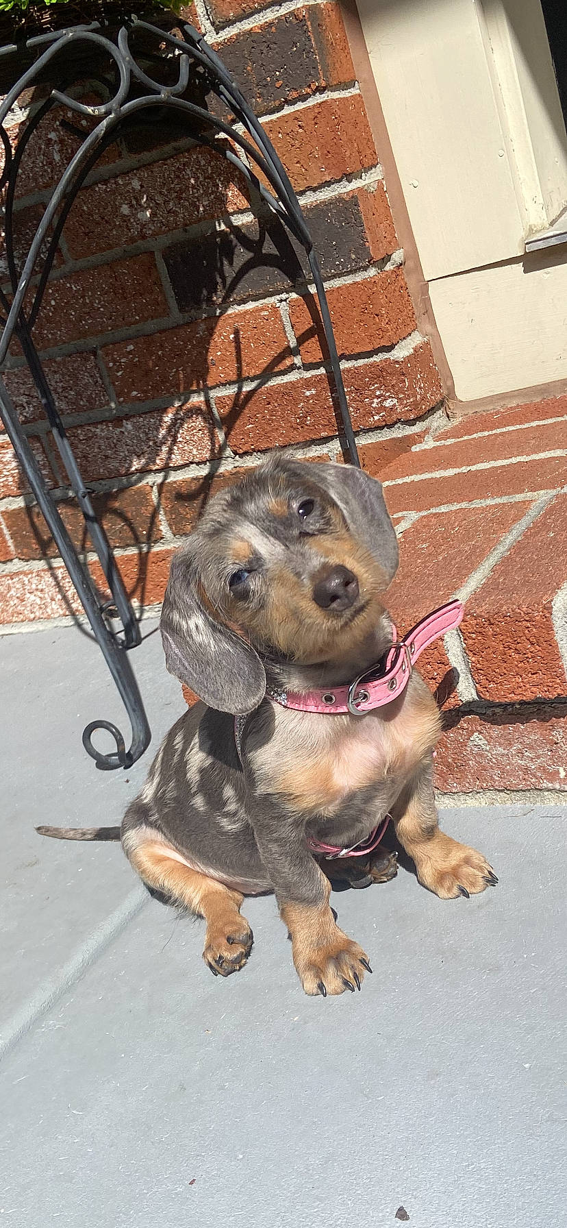 Mya is registered to the contest to win money with this photo: canidae, carnivore, collar, companion_dog, dog, dog_breed, dog_collar, dog_supply, fawn, flooring, fur, hound, leash, liver, metal, pet_supply, road_surface, snout, sporting_group, working_animal