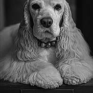Marley participe au concours pour gagner de l'argent avec cette photo : dog, cocker_spaniel, portrait, black_and_white, animal, pet, fur, ears, face, paws, nameplate, calm, indoor, closeup, canine, long_ears, resting, monochrome, sitting, looking_at_camera