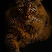 Poppy participe au concours pour gagner de l'argent avec cette photo : cat, fluffy, portrait, animal, pet, feline, green_eyes, whiskers, close_up, dark_background, majestic, fur, long_hair, cute, mammal, indoor, focused, relaxed, front_paw, studio_lighting