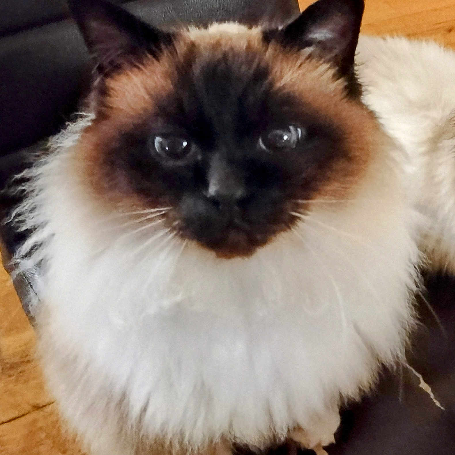 Djamal a rejoint le concours — aidez-le/la à gagner de superbes lots ! angora, animal, cat, doll, kitten, manx, pet, siamese, toy