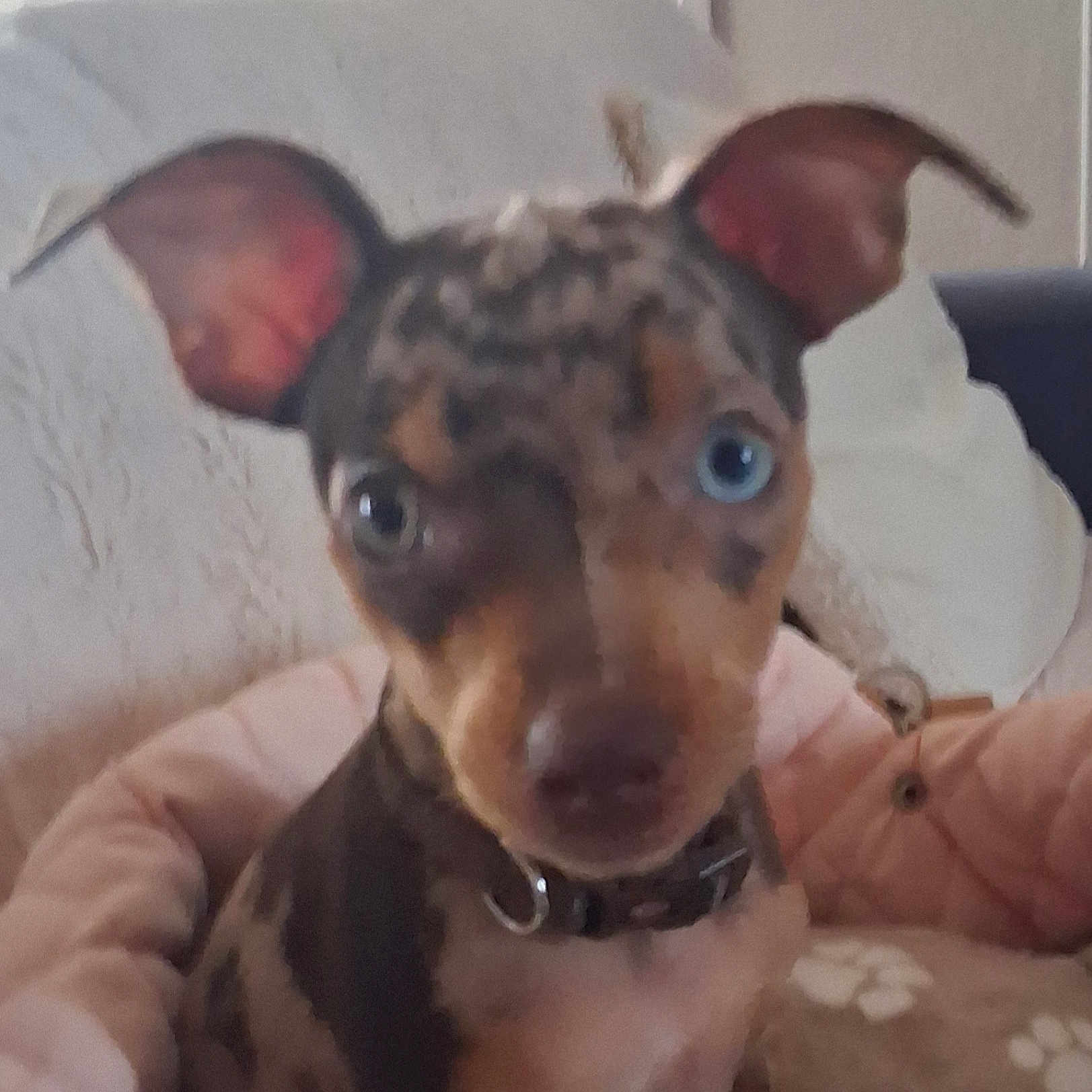 Zlati participe au concours pour gagner de l'argent avec cette photo : puppy, dog, pet, animal, portrait, close_up, brown_fur, black_fur, large_ears, blue_eye, collar, sitting, blanket, bed, indoors, cute, wide_eyed, face, soft_lighting, photography