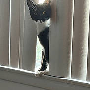 Mittens is registered to the contest to win money with this photo: cat, tuxedo_cat, curious, peeking, vertical_blinds, window, sunlight, indoor, whiskers, black_and_white, pet, animal, feline, paw, shadow, light, home, quiet, still_life, mysterious