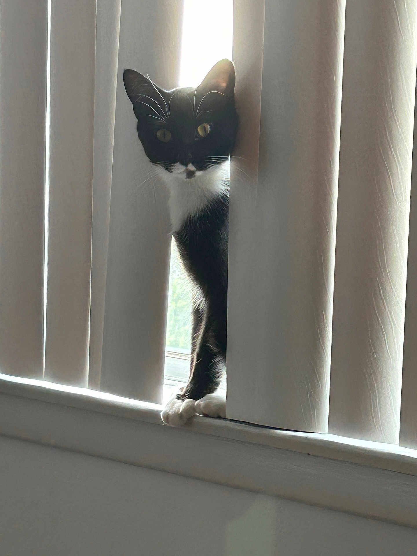 Mittens is registered to the contest to win money with this photo: cat, tuxedo_cat, curious, peeking, vertical_blinds, window, sunlight, indoor, whiskers, black_and_white, pet, animal, feline, paw, shadow, light, home, quiet, still_life, mysterious