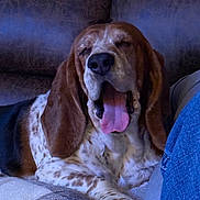 Doc joined the competition — help win amazing prizes! dog, basset_hound, yawning, couch, indoor, pet, animal, sleepy, fur, ears, tongue, resting, cozy, brown, white, spotted, paw, nose, relaxed, home
