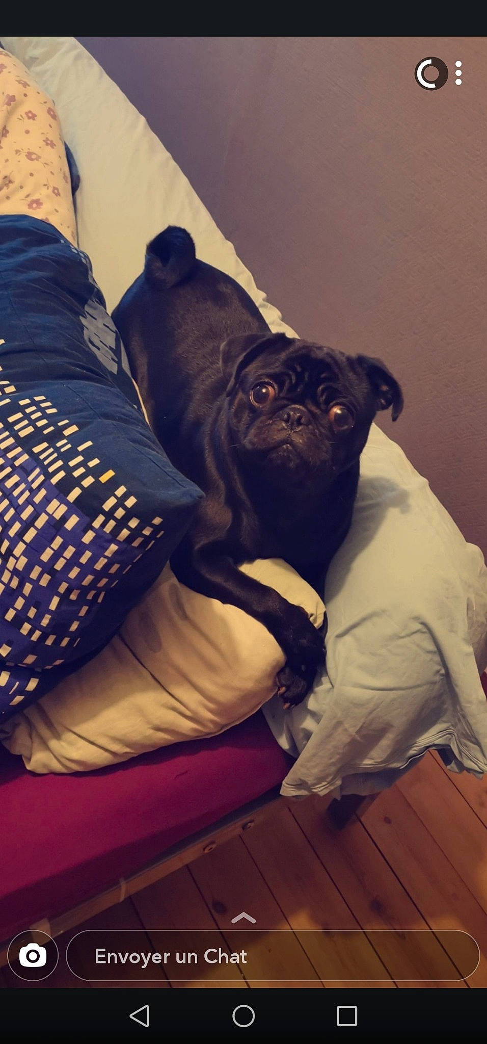 Ophelie a rejoint le concours — aidez-le/la à gagner de superbes lots ! canidae, carnivore, companion_dog, dog, dog_breed, fawn, pug, puggle, puppy, skin, snout, sporting_group, toy_dog, wrinkle