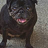 dog, pug, black_dog, pet, animal, sitting, happy, smiling, tongue, open_mouth, short_snout, wrinkled_face, floppy_ears, dark_fur, outdoor, patio, stone_surface, portrait, front_view, photobomb