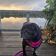 Ophelie a rejoint le concours — aidez-le/la à gagner de superbes lots ! dog, pug, black_dog, pet, animal, sitting, pink_harness, leash, dock, lake, water, stormy_sky, clouds, sunset, reflection, outdoors, nature, foliage, portrait, emojis