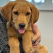Ace is registered to the contest to win money with this photo: puppy, dog, golden_retriever, pet, animal, cute, tongue_out, indoors, person_hand, holding, closeup, portrait, fur, paws, collar, eyes, nose, cozy, cuddling, shallow_depth_of_field