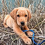 Ace is registered to the contest to win money with this photo: puppy, dog, grass, blue_leash, outdoor, close_up, cute, brown_fur, big_eyes, nose, paws, collar, dirt, field, portrait, young_dog, playful, nature, weed, photography