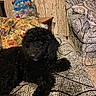 dog, black_dog, couch, pillow, floral_pillow, patterned_couch, indoor, vintage_wallpaper, wood_paneling, small_christmas_tree, decorations, table, living_room, pet, furniture, cozy, relaxing, curly_fur, animal, holiday_decor