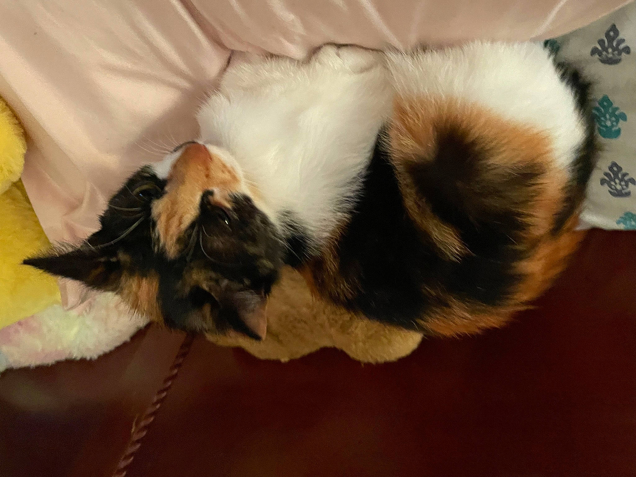 Dippy joined the competition — help win amazing prizes! balinese, bat, carnivore, cat, claw, comfort, domestic_short_haired_cat, fawn, felidae, fur, paw, small_to_medium_sized_cats, tail, terrestrial_animal, whiskers