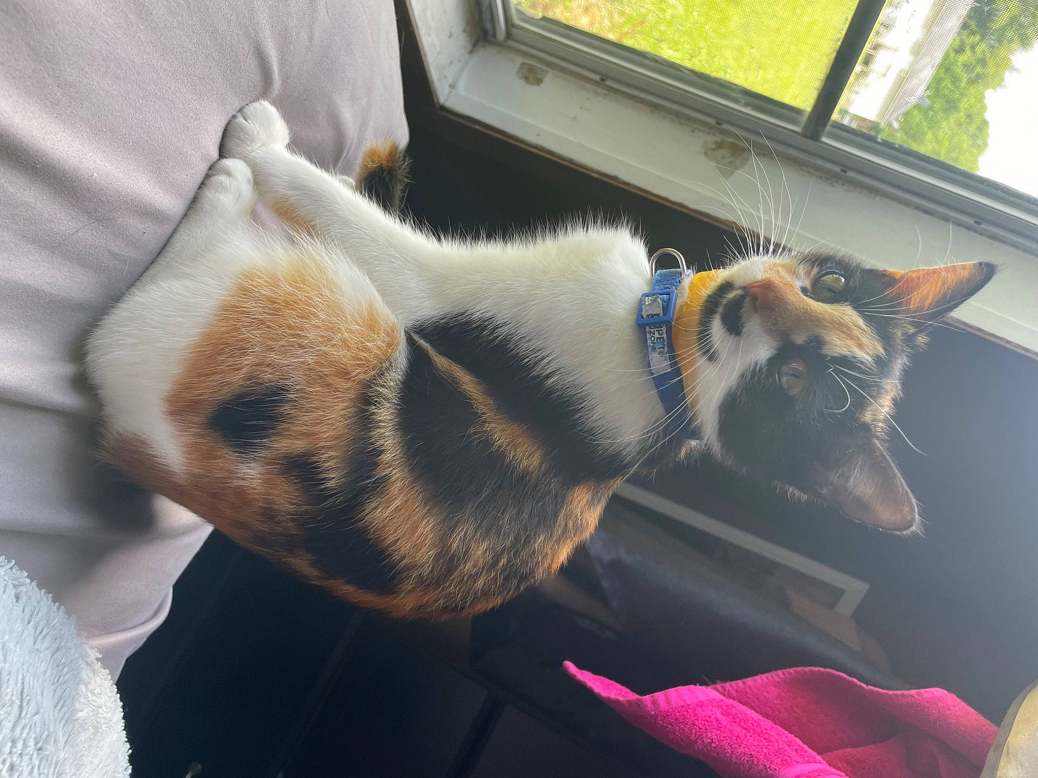 Dippy joined the competition — help win amazing prizes! canidae, carnivore, cat, collar, comfort, companion_dog, dog_breed, domestic_short_haired_cat, ear, fawn, felidae, fur, lap, paw, small_to_medium_sized_cats, snout, sporting_group, tail, whiskers, window