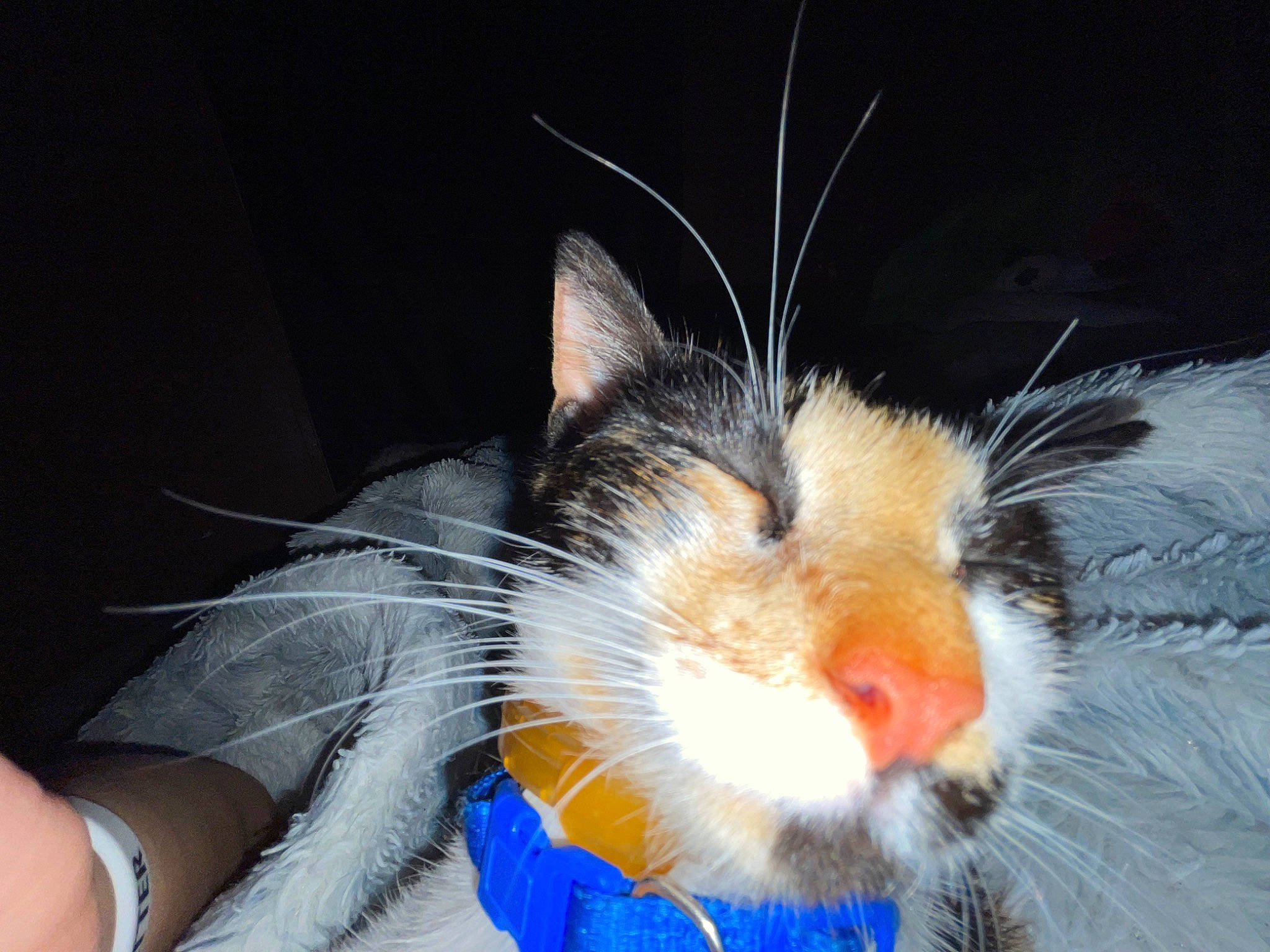 Dippy joined the competition — help win amazing prizes! basket, carnivore, cat, claw, close_up, comfort, domestic_short_haired_cat, electric_blue, felidae, foot, fur, nap, organism, paw, sleep, small_to_medium_sized_cats, snout, tail, whiskers