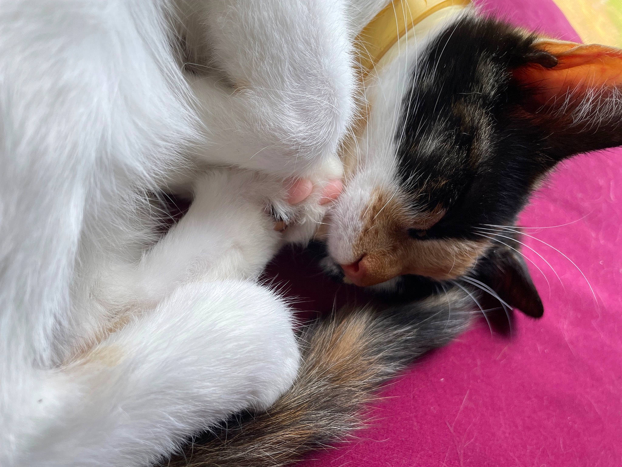 Dippy is registered to the contest to win money with this photo: carnivore, cat, claw, comfort, domestic_short_haired_cat, ear, felidae, fur, gesture, nail, nap, paw, small_to_medium_sized_cats, tail, whiskers