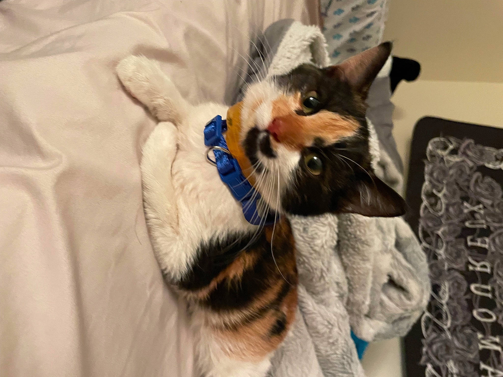 Dippy joined the competition — help win amazing prizes! bag, bed, carnivore, cat, cat_supply, claw, comfort, domestic_short_haired_cat, fawn, felidae, fur, linens, paw, small_to_medium_sized_cats, snout, tail, whiskers