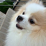 Candy is registered to the contest to win money with this photo: dog, pomeranian, fluffy, pet, closeup, outdoor, brick, railing, fur, cute, animal, face, sideview, teeth, nose, whiskers, nature, greenery, portrait, smalldog