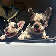 Slick joined the competition — help win amazing prizes! dog, french_bulldog, pet, animal, vehicle, car, window, sunlight, cute, tongue_out, ears_up, two_dogs, happy, outdoor, daylight, closeup, companions, playful, mammal, friendship