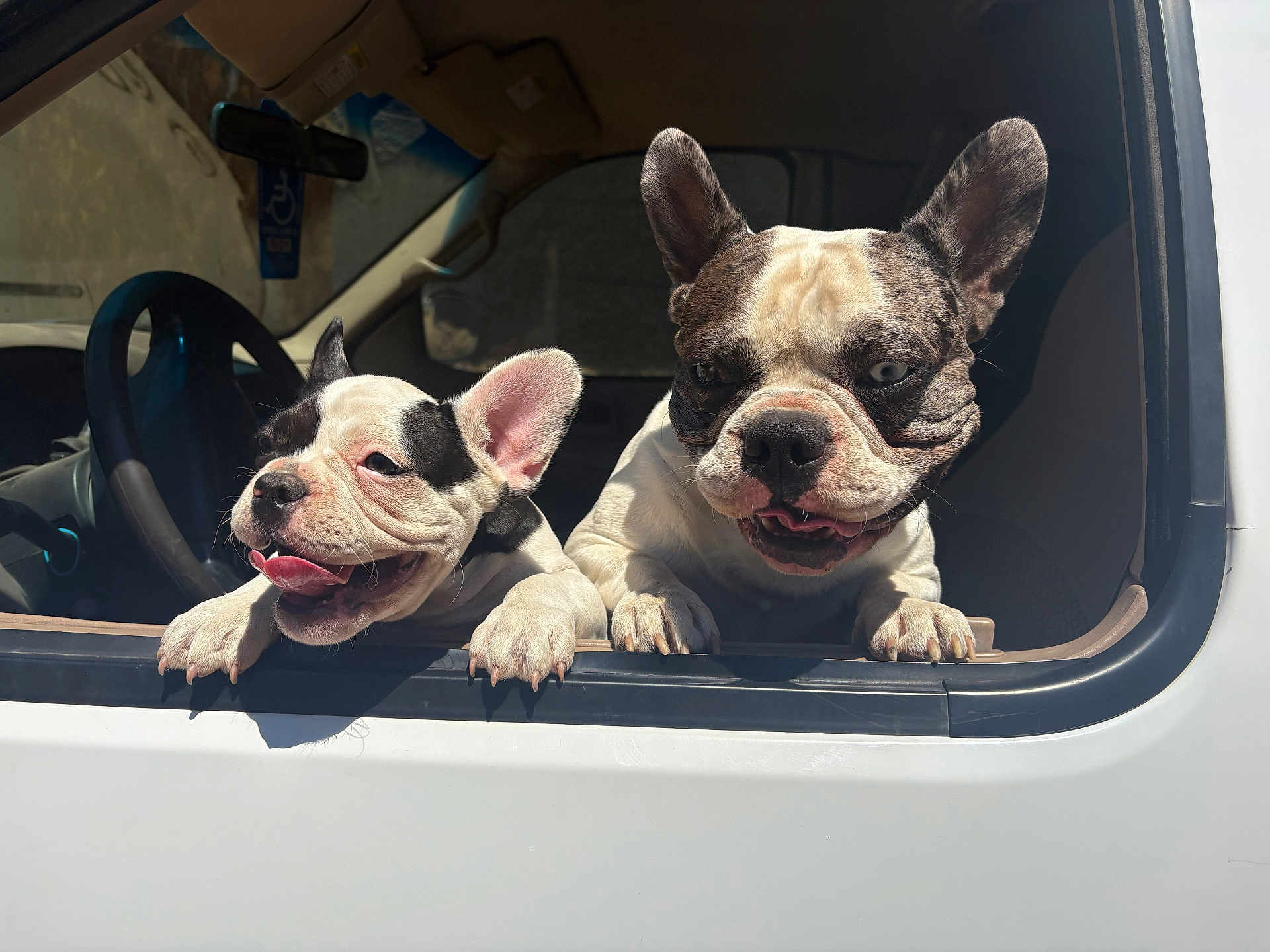 Slick joined the competition — help win amazing prizes! dog, french_bulldog, pet, animal, vehicle, car, window, sunlight, cute, tongue_out, ears_up, two_dogs, happy, outdoor, daylight, closeup, companions, playful, mammal, friendship