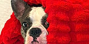 Slick joined the competition — help win amazing prizes! dog, blanket, red, bed, pet, cozy, indoor, snug, cute, fur, animal, resting, paw, face, ear, snout, comfort, sleepy, soft, sock
