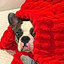 dog, blanket, red, bed, pet, cozy, indoor, snug, cute, fur, animal, resting, paw, face, ear, snout, comfort, sleepy, soft, sock