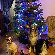 Slick is registered to the contest to win money with this photo: dog, christmas_tree, holiday, decorations, lights, indoor, wood_floor, furniture, curtain, living_room, pet, canine, festive, animal, mammal, seated, colorful, decor, celebration, christmas