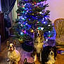 dog, christmas_tree, holiday, decorations, lights, indoor, wood_floor, furniture, curtain, living_room, pet, canine, festive, animal, mammal, seated, colorful, decor, celebration, christmas