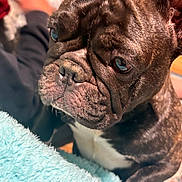 Nova joined the competition — help win amazing prizes! dog, french_bulldog, close_up, brindle, pet, animal, face, wrinkles, fur, ears, nostrils, blanket, blue_blanket, indoor, domestic, companion, cute, portrait, resting, soft_texture