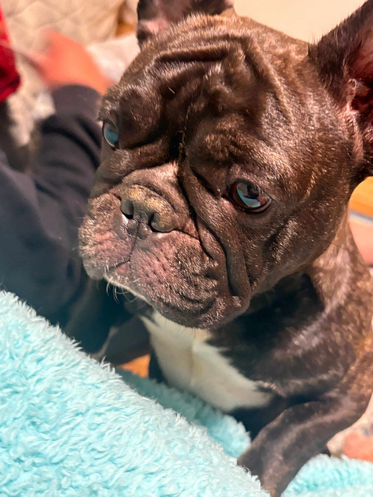 Nova
