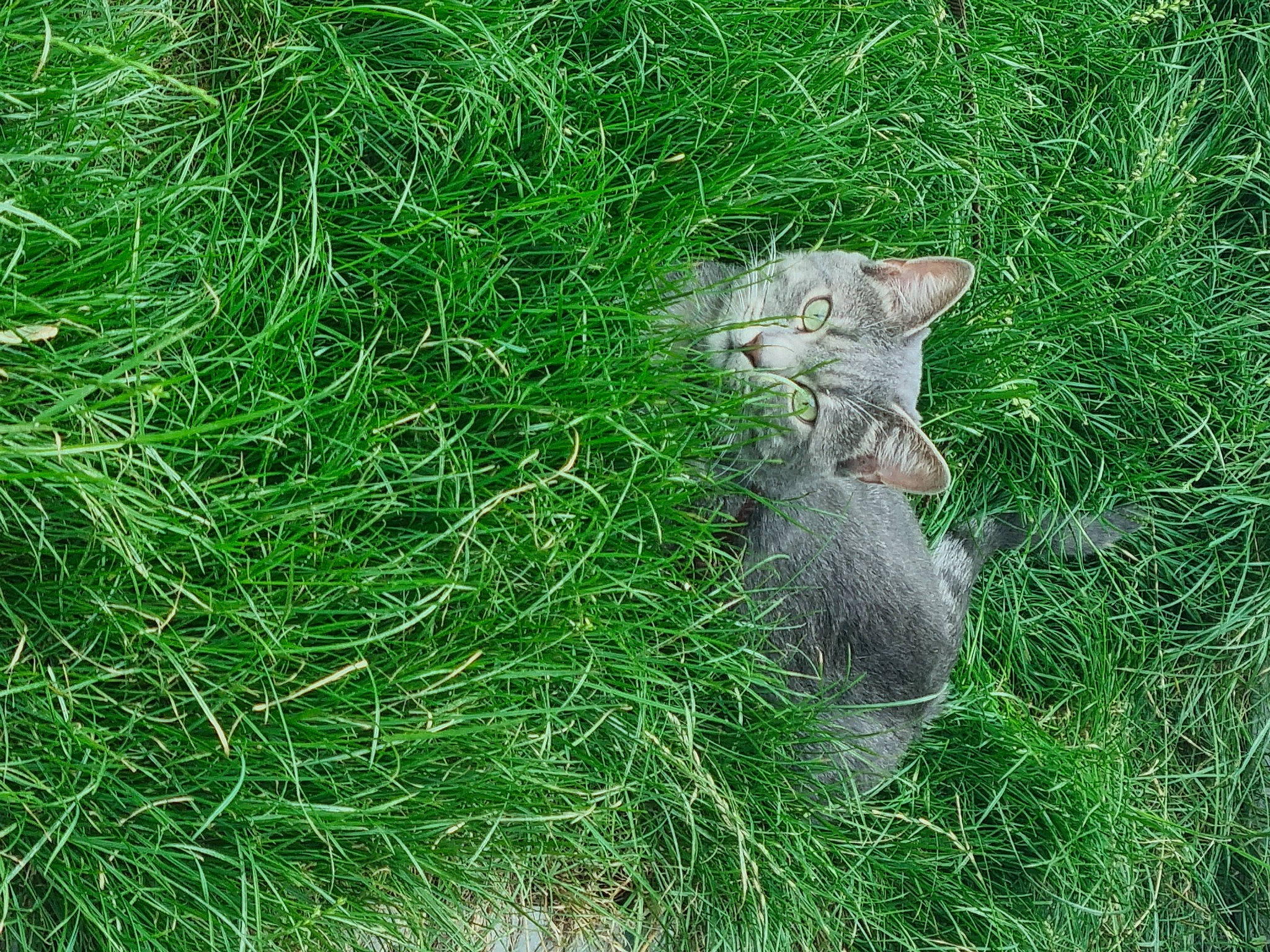 Smoky participe au concours pour gagner de l'argent avec cette photo : carnivore, cat, domestic_short_haired_cat, felidae, fox_squirrel, fur, grass, grassland, grey_squirrel, groundcover, herb, pasture, plant, rodent, small_to_medium_sized_cats, soil, tail, terrestrial_animal, terrestrial_plant, whiskers