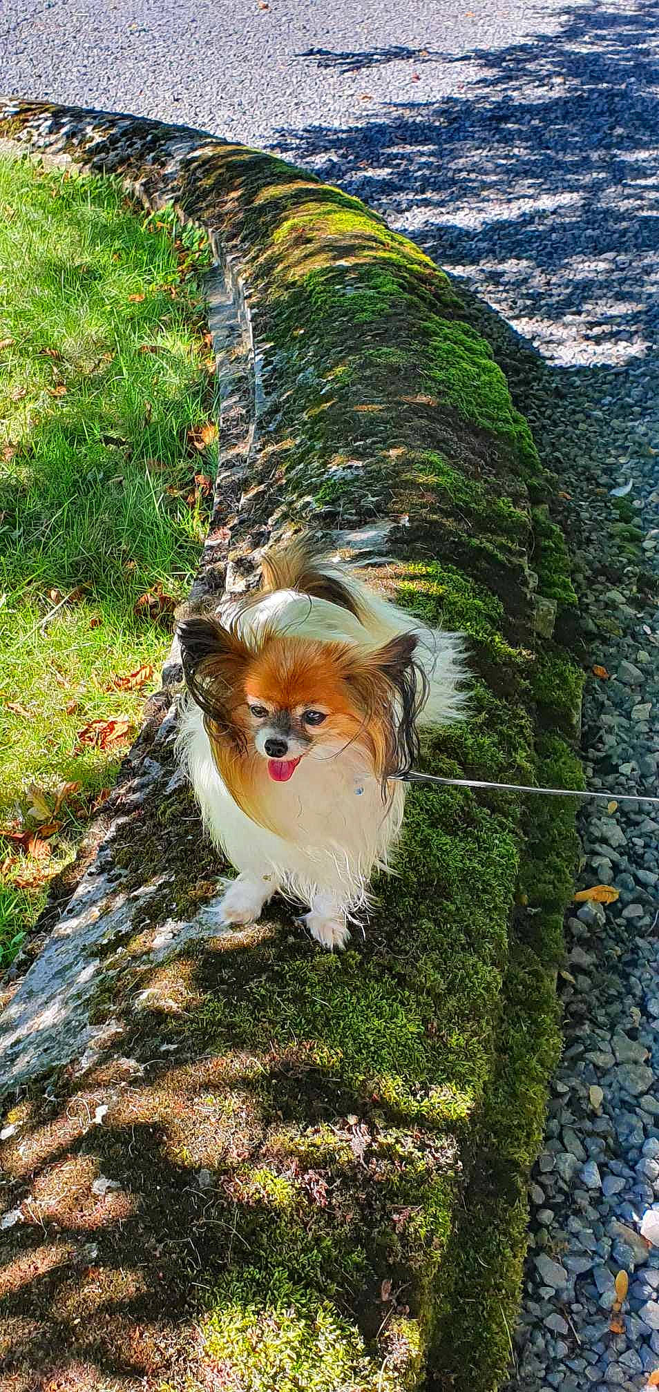 Orion participe au concours pour gagner de l'argent avec cette photo : adventure, canidae, carnivore, companion_dog, dog, dog_breed, fawn, fur, grass, landscape, lawn_ornament, leash, mammal, plant, sporting_group, tail, toy, tree, whiskers, wood