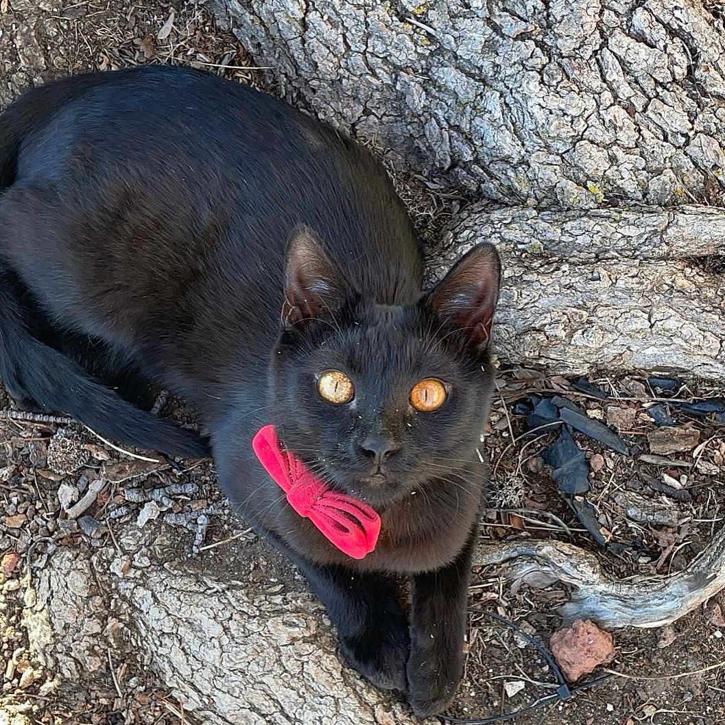 Louie is registered to the contest to win money with this photo: alert, animal, black_cat, cat, closeup, curious, cute, eyes, fur, ground, lying_down, mammal, natural_light, nature, outdoor, pet, red_bow, tree_root, whiskers, wildlife