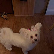 Ellie Mae joined the competition — help win amazing prizes! dog, white_dog, pet, indoor, wooden_floor, ears, bow, curious, small_dog, animal, furniture, toy, floor, home, cute, looking_up, companion, fluffy, domestic_animal, decor