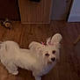 dog, white_dog, pet, indoor, wooden_floor, ears, bow, curious, small_dog, animal, furniture, toy, floor, home, cute, looking_up, companion, fluffy, domestic_animal, decor