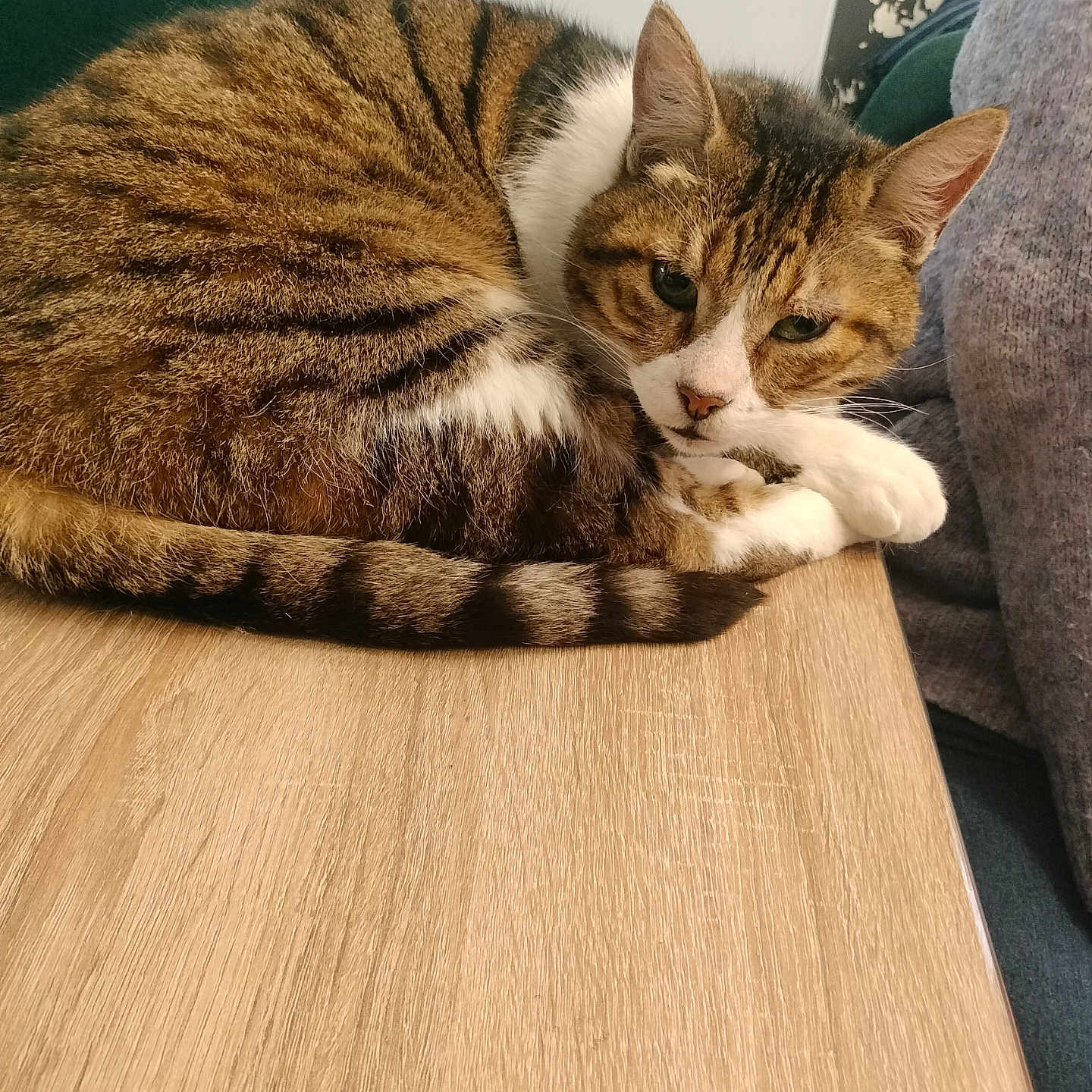 Garfield participe au concours pour gagner de l'argent avec cette photo : animal, cat, closeup, cozy, curled_up, cute, domestic, fur, green_chair, indoor, person, pet, resting, sleepy, striped, sweater, tabby, table, white_paws, wood