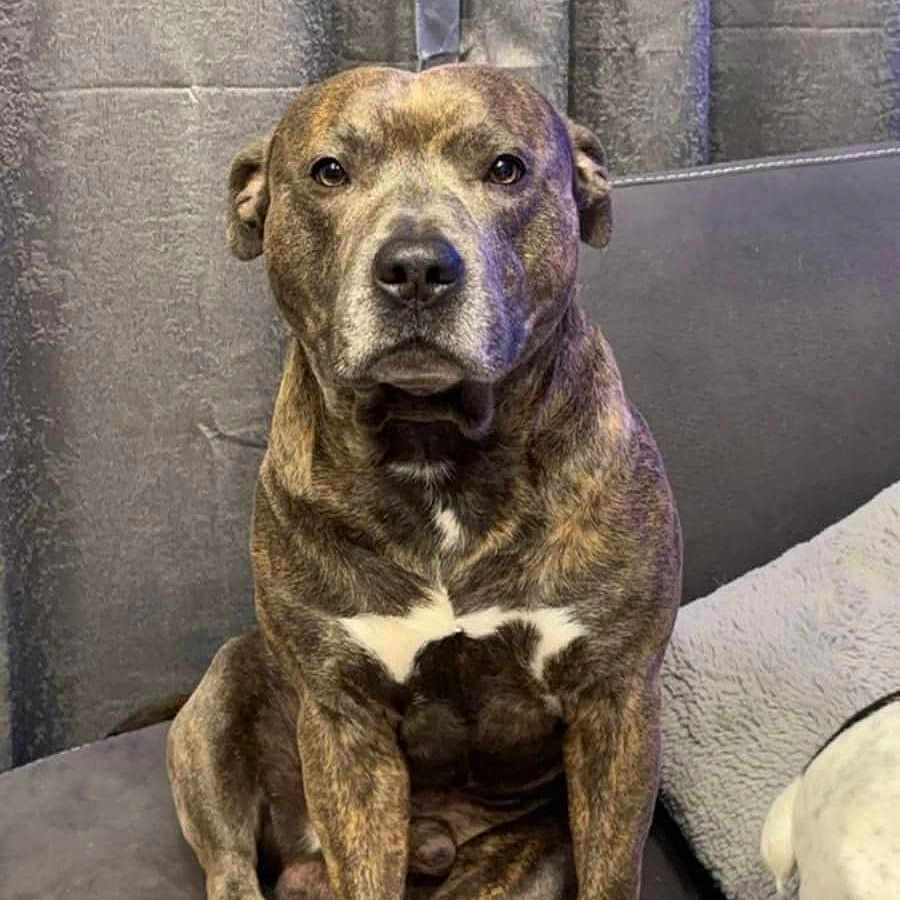 Rocky participe au concours pour gagner de l'argent avec cette photo : animal, brindle, calm, canine, companion, couch, curtains, dog, domestic, furniture, home, indoor, looking_at_camera, mammal, paw, pet, portrait, quilted_cover, relaxed, sitting