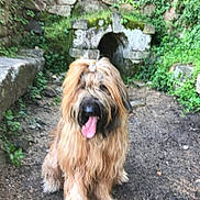 Ozzie participe au concours pour gagner de l'argent avec cette photo : dog, long_hair, outdoor, stone_wall, moss, greenery, tongue_out, happy, sitting, nature, animal, pet, fur, canine, muzzle, earth, plant, rock, blurred, cuteness