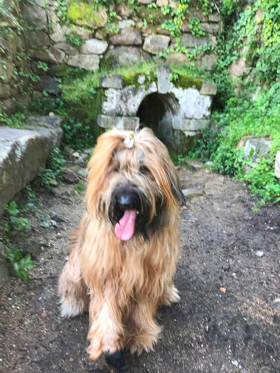 Ozzie participe au concours pour gagner de l'argent avec cette photo : dog, long_hair, outdoor, stone_wall, moss, greenery, tongue_out, happy, sitting, nature, animal, pet, fur, canine, muzzle, earth, plant, rock, blurred, cuteness