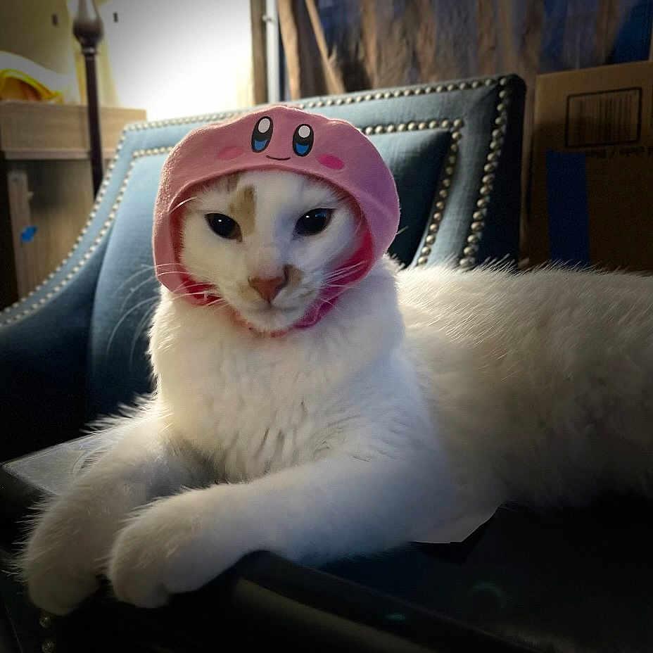 Kiki is registered to the contest to win money with this photo: angora, animal, baseballcap, cap, cat, chair, clothing, couch, cushion, face, furniture, hat, head, homedecor, indoors, kitten, person, pet, photography, portrait