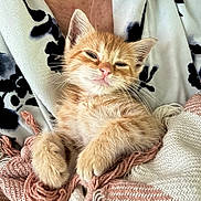 Mango joined the competition — help win amazing prizes! kitten, orange_tabby, sleepy, cozy, blanket, fabric, patterned_cloth, fur, whiskers, paw, cute, pet, animal, resting, close_up, indoor, soft_texture, relaxed, young_cat, mammal