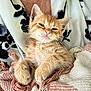 kitten, orange_tabby, sleepy, cozy, blanket, fabric, patterned_cloth, fur, whiskers, paw, cute, pet, animal, resting, close_up, indoor, soft_texture, relaxed, young_cat, mammal