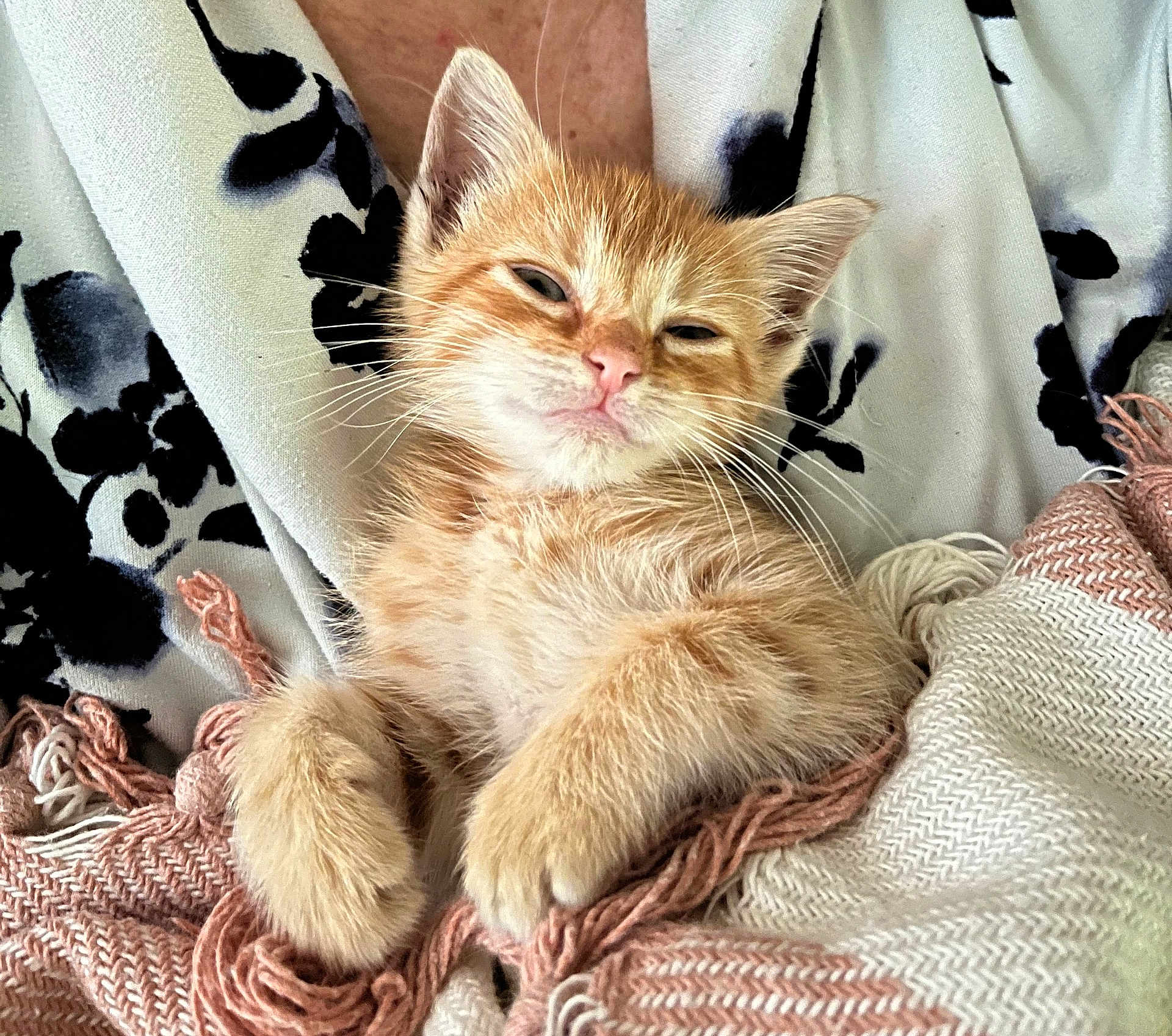 Mango joined the competition — help win amazing prizes! kitten, orange_tabby, sleepy, cozy, blanket, fabric, patterned_cloth, fur, whiskers, paw, cute, pet, animal, resting, close_up, indoor, soft_texture, relaxed, young_cat, mammal