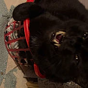 Willow joined the competition — help win amazing prizes! cat, black_cat, laundry_basket, teeth, indoor, floor, household, tiles, yawning, pet, animal, feline, curled_up, dim_lighting, red_basket, whiskers, claws, door, fabric, home